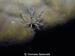 Unknow species on night dive by Jimmela Sabanate 